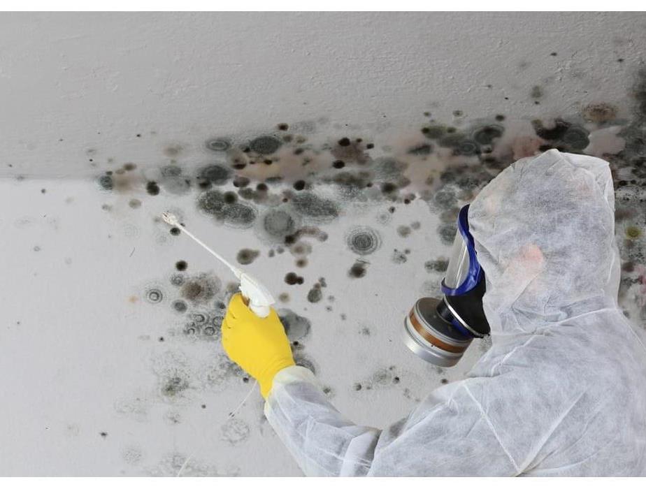 Mold Remediation - Leave it to the Experts!